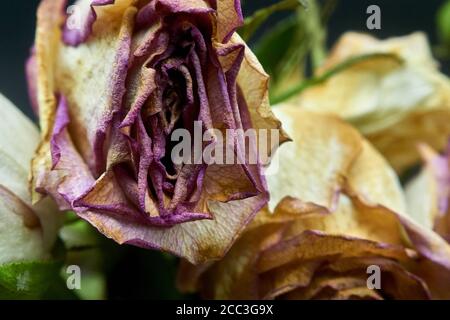 couper les roses un peu au-delà de leur premier et mourir Banque D'Images