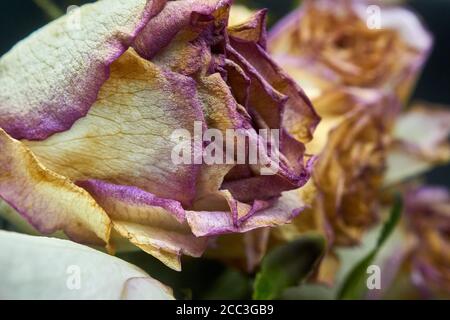 couper les roses un peu au-delà de leur premier et mourir Banque D'Images