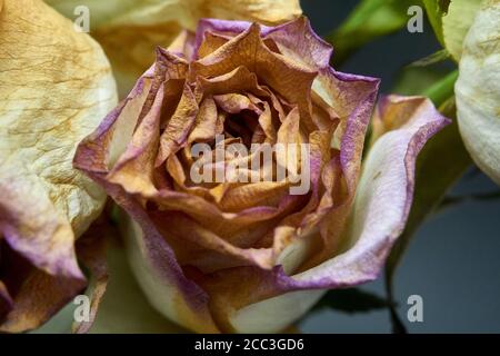 couper les roses un peu au-delà de leur premier et mourir Banque D'Images