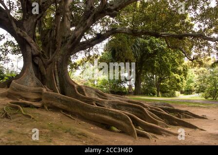 Grand tronc courbé de banianier australien, également connu sous le nom de ficus macrophylla ou figuier Banque D'Images