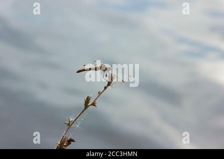 Dragonfly se trouve sur une lame d'herbe au-dessus de l'eau. Sympetrum vulgatum et tige sèche de chicorée. Lac gris dans la journée nuageux Banque D'Images