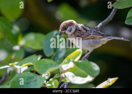 Moineau d'un arbre eurasien (Passer montanus) assis sur un pommier Banque D'Images