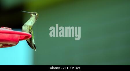 Un petit colibri jaune, blanc et vert, pourtant distingué, repose fièrement à la mangeoire dans le sud-ouest du Missouri. Un joli effet bokeh attire l'attention Banque D'Images