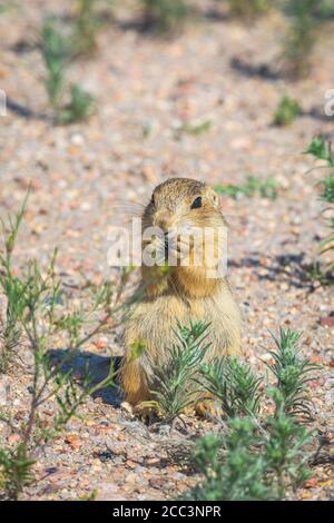 Jeune Gunnison's Prairie Dog pup (Cynomys gunnisoni) mangeant de la végétation près de son terrier, Monument Colorado USA. Photo prise en juillet. Banque D'Images