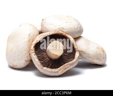 Champignons plats sur fond blanc Banque D'Images