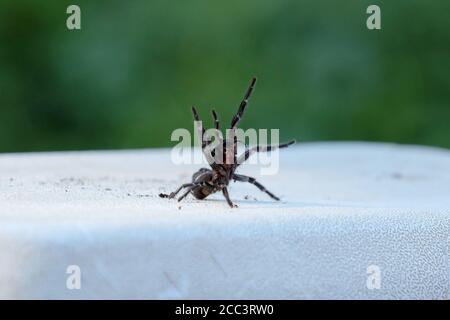 Sydney Funnel Web Spider en position de frappe classique Banque D'Images