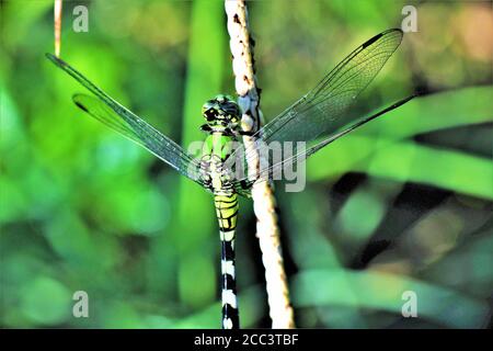 Une libellule de pondhawk orientale femelle. Banque D'Images