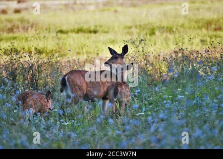 Mère cerf avec fawns Banque D'Images