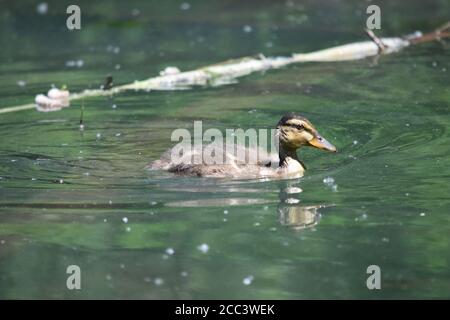 Caneton de canard colvert juvénile Banque D'Images