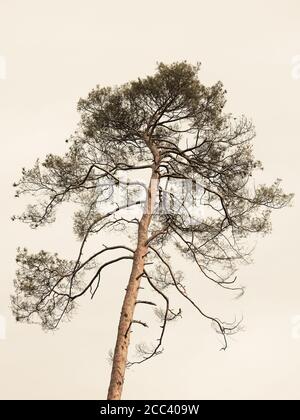 Photo d'un grand arbre isolé sur un arrière-plan beige Banque D'Images