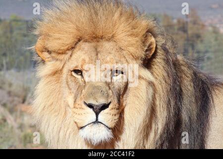 Un grand lion de sexe masculin tente d'intimider le photographe avec sa stase. Banque D'Images