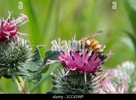 18 août 2020, Basse-Saxe, Hanovre : une abeille est assise sur une fleur. Photo: Hilal Zcan/dpa Banque D'Images