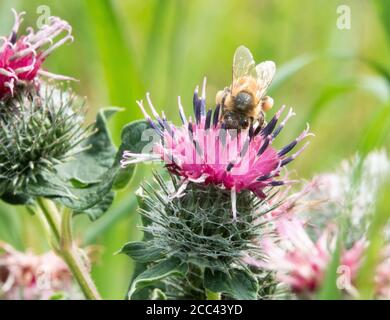 18 août 2020, Basse-Saxe, Hanovre : une abeille est assise sur une fleur. Photo: Hilal Zcan/dpa Banque D'Images