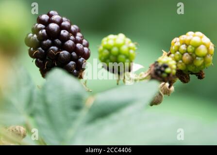 18 août 2020, Basse-Saxe, Hanovre : mûres et mûres de mûres mûres au bord de la forêt, dans les étangs de gravier de Ricklinger. Photo: Hilal Zcan/dpa Banque D'Images