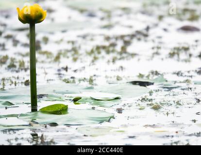 18 août 2020, Basse-Saxe, Hanovre: Des nénuphars jaunes fleurissent dans les étangs de galets de Rickling. Photo: Hilal Zcan/dpa Banque D'Images