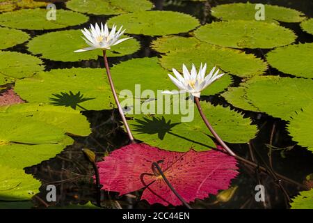 Nénuphars Dotleaf / nénuphars blancs / lotus blanc (Nymphaea amplia) en fleur sur la rivière Dulce / Rio Dulce, Izabal, Guatemala, Amérique centrale Banque D'Images