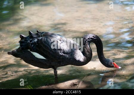 Cygne noir, Cygnus atratus, Drinking Banque D'Images