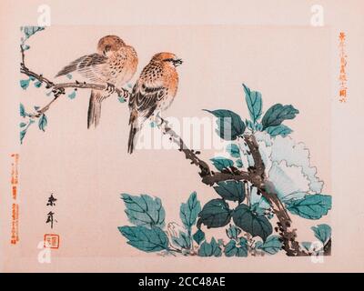 Imao keinen: Keinen Kacho Gafu (albums d'oiseaux et de fleurs four Seasons), Robins et Peony. 1892 Imao keinen (1845 – 1924) est un peintre et un prin japonais Banque D'Images