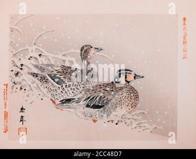 Imao keinen: Keinen Kacho Gafu (albums d'oiseaux et de fleurs four Seasons); Canards colverts. Japon. 1892 Imao keinen (1845 – 1924) est un peintre japonais Banque D'Images