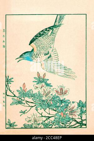 Imao keinen: Keinen Kacho Gafu (albums d'oiseaux et de fleurs four Seasons); Cuckoo et Azalea. Japon. 1892 Imao keinen (1845 – 1924) est un peintre japonais Banque D'Images