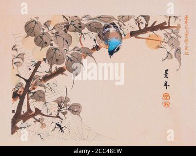 Imao keinen: Keinen Kacho Gafu (albums d'oiseaux et de fleurs four Seasons); Blue Bird and Spider.Japan. 1892 Imao keinen (1845 – 1924) était une painte japonaise Banque D'Images