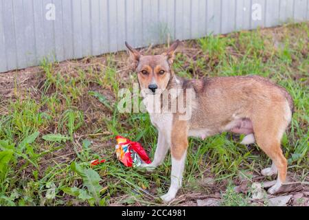 Chien errant affamé à la recherche de nourriture pour nourrir les chiots. Banque D'Images