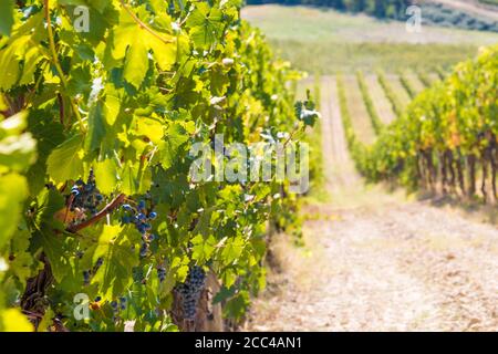 Vue pittoresque des raisins Sangiovese violets (Vitis vinifera) accrochés aux vignes qui poussent en rangées. Les rangées sur la pente d'un vignoble à San Gimignano... Banque D'Images