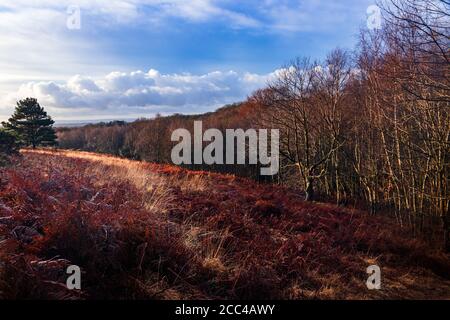 Randonnée en hiver à travers la forêt d'Ashdown sur le haut weald in east Sussex Sud est Angleterre Royaume-Uni Banque D'Images