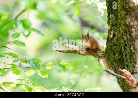 Chaton d'écureuil roux (Scuirus vulgaris) avec les tiges d'oreille sur la branche en regardant vers l'avant Banque D'Images