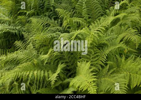 Texture naturelle pittoresque de nombreuses feuilles de fougères. Magnifique fond de fougères vert vif. Banque D'Images