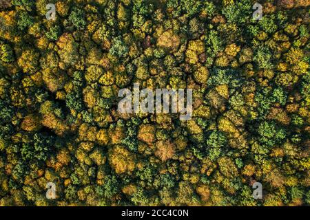 Vue aérienne de haut en bas sur les cimes d'automne colorées, motif uniforme Banque D'Images