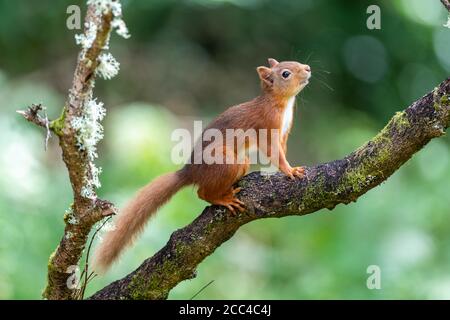 Chaton d'écureuil roux (Scuirus vulgaris) sur la branche de l'arbre en regardant vers la droite Banque D'Images