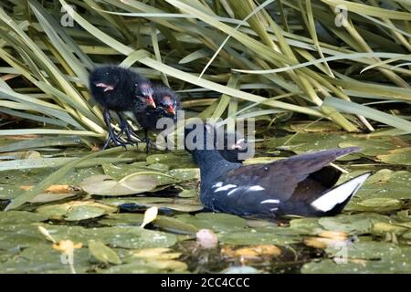 Moorhen bébés, Gallinula, debout sur un nénuphars et regardant leur mère dans le canal de Basingstoke, Woking Banque D'Images