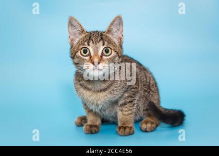 Portrait d'un beau chaton gris tabby, mongrel Banque D'Images