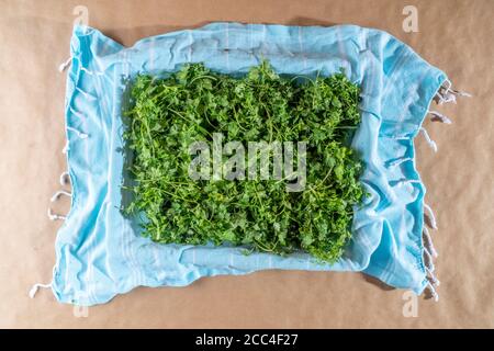 Vue de dessus du séchage des feuilles de coriandre fraîche verte sur un peshtemal bleu traditionnel avec espace de copie. Banque D'Images