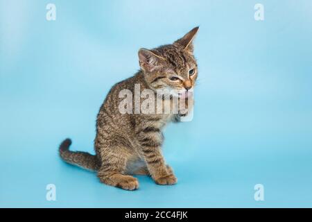 Le chaton gris lave sa patte sur un fond bleu Banque D'Images