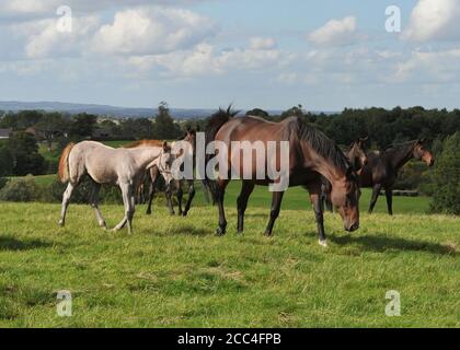 Mares et foals chevaux équins Banque D'Images