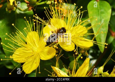 Les API mellifera de l'abeille' dans la fleur d'une rue John Wort (Hypericum) chargé de pollen de la visite de fleurs antérieures.Somerset.UK Banque D'Images