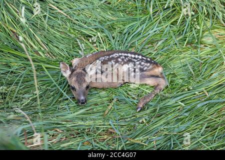 Rehkitz, Capranolus capranolus, cerf de Virginie Banque D'Images