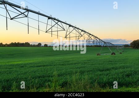 Un long système d'irrigation en métal s'étendant sur un terrain vert luxuriant au coucher du soleil. Photographié dans la région de Waikato, Nouvelle-Zélande Banque D'Images