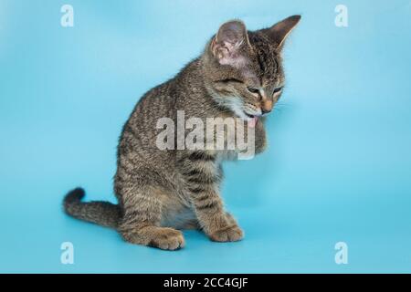 Le chaton gris lave sa patte sur un fond bleu Banque D'Images