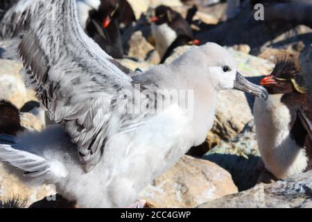 Albatros brun noir - Mollymawks, îles Falkland Banque D'Images