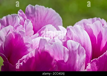 Tête de fleur de pivoine ou de pivoine Banque D'Images