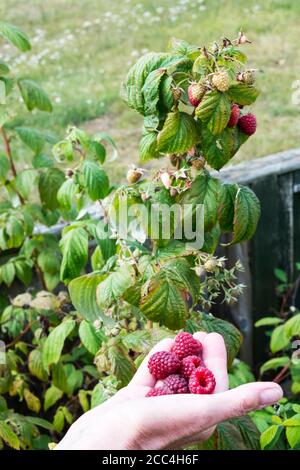 Femme tenant à la main des fruits cueillis dans des cannes de framboises dans un jardin de Norfolk ou dans un allotissement.