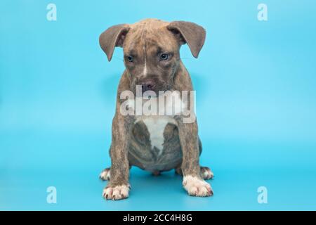Mignon petit chiot américain sur fond bleu Banque D'Images