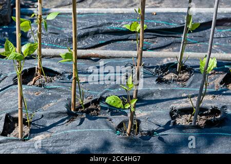 Plantation de plants de haricots de chemin de fer cultivés dans les centres de rouleaux de toilettes dans serre Banque D'Images