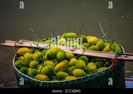 Vert Momordica dioica, communément connu sous le nom de Spiny Gourd également connu sous le nom de poire à baumier, gourde à thé, kakrol à Bangla. Un légume de fruits dans un panier Banque D'Images