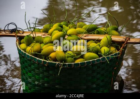 Vert Momordica dioica, communément connu sous le nom de Spiny Gourd également connu sous le nom de poire à baumier, gourde à thé, kakrol à Bangla. Un légume de fruits dans un panier Banque D'Images