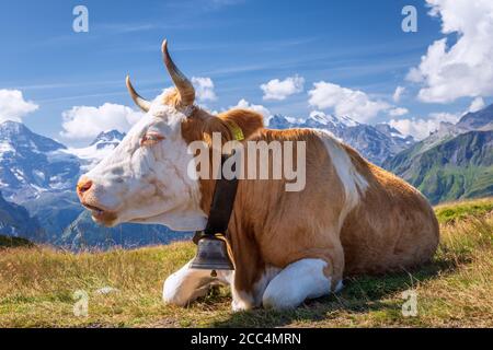Vache suisse dans les hautes montagnes, région de Jungfrau, Canton de Berne, Suisse Banque D'Images