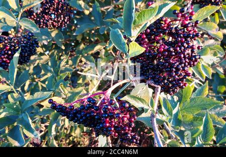 Baies d'Elderberry presque mûres (Sambucus nigra) Banque D'Images